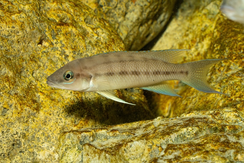 Neolamprologus longicaudatus 'Milima Island'